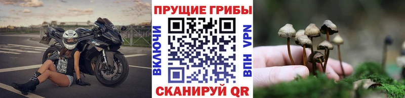 Псилоцибиновые грибы Psilocybine cubensis  где купить   hydra ONION  Нягань 